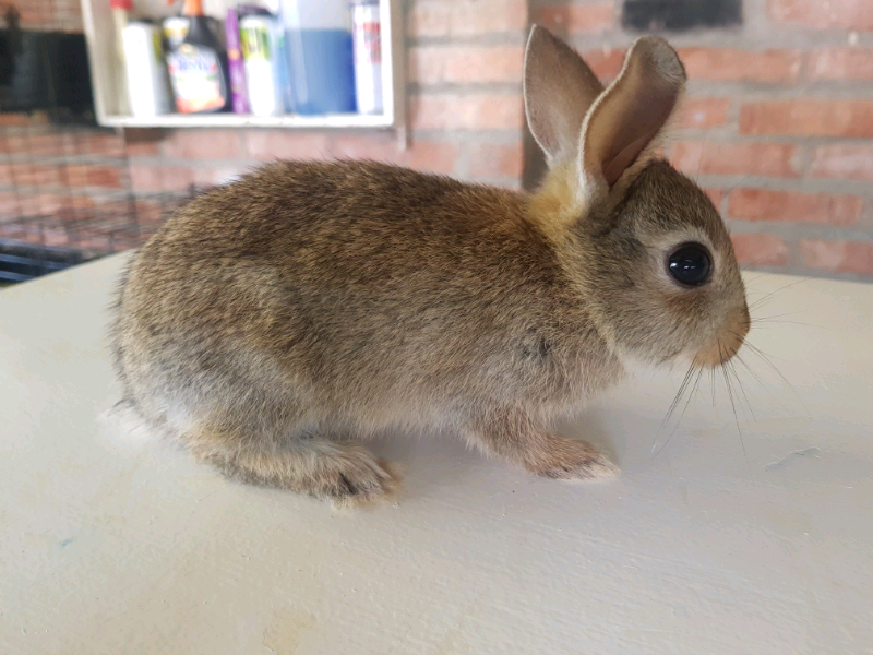 hairless guinea pig baby